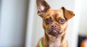 pug mixes - chug