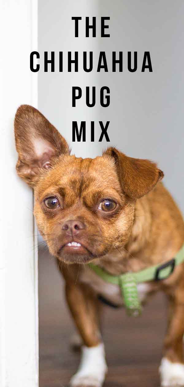 Tall chihuahua hot sale mix