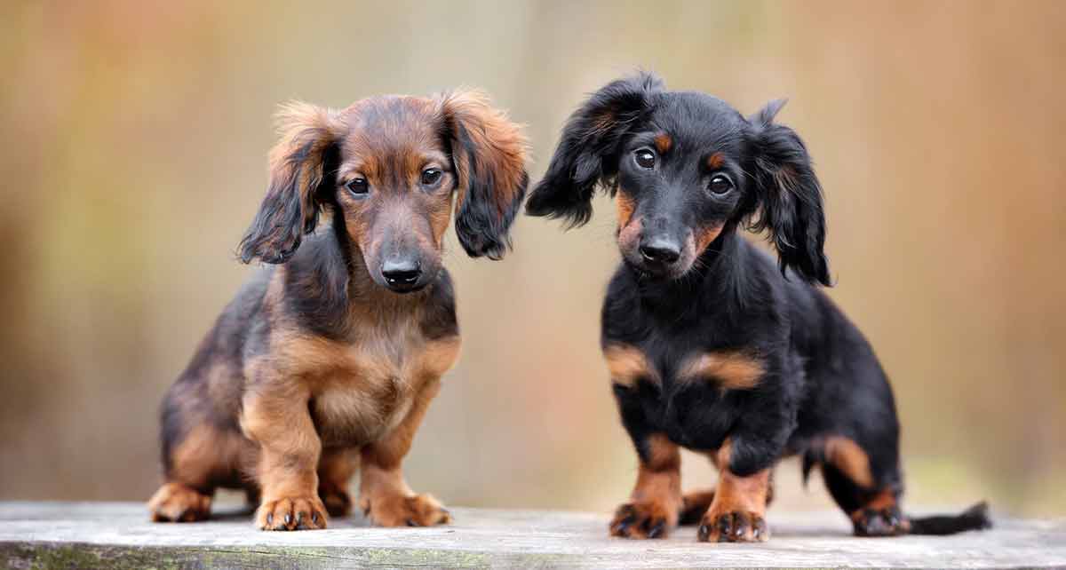 puppy dachshund long hair