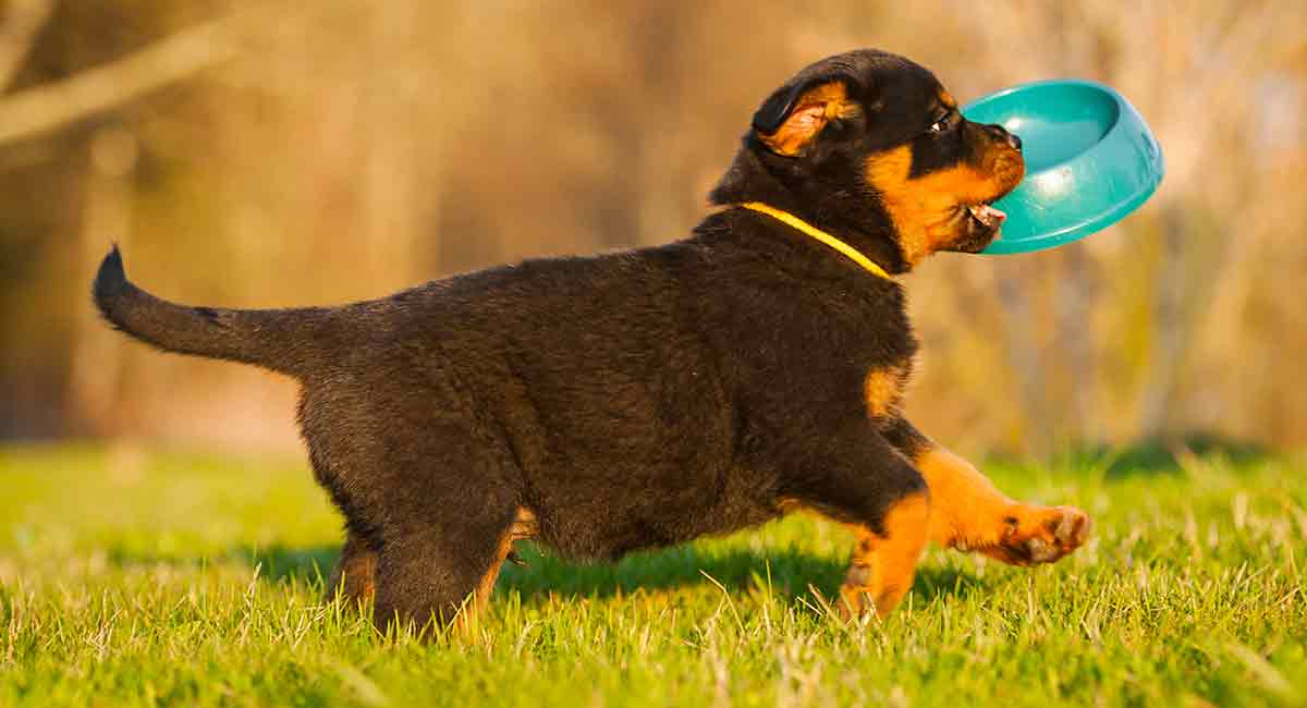 Top 66+ imagen rottweiler puppies eating