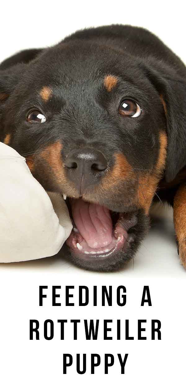 how many times should a rottweiler eat