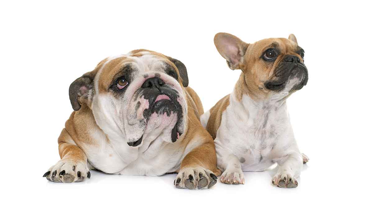 French Bulldog vs English Bulldog – Which Pet Is Right for ...