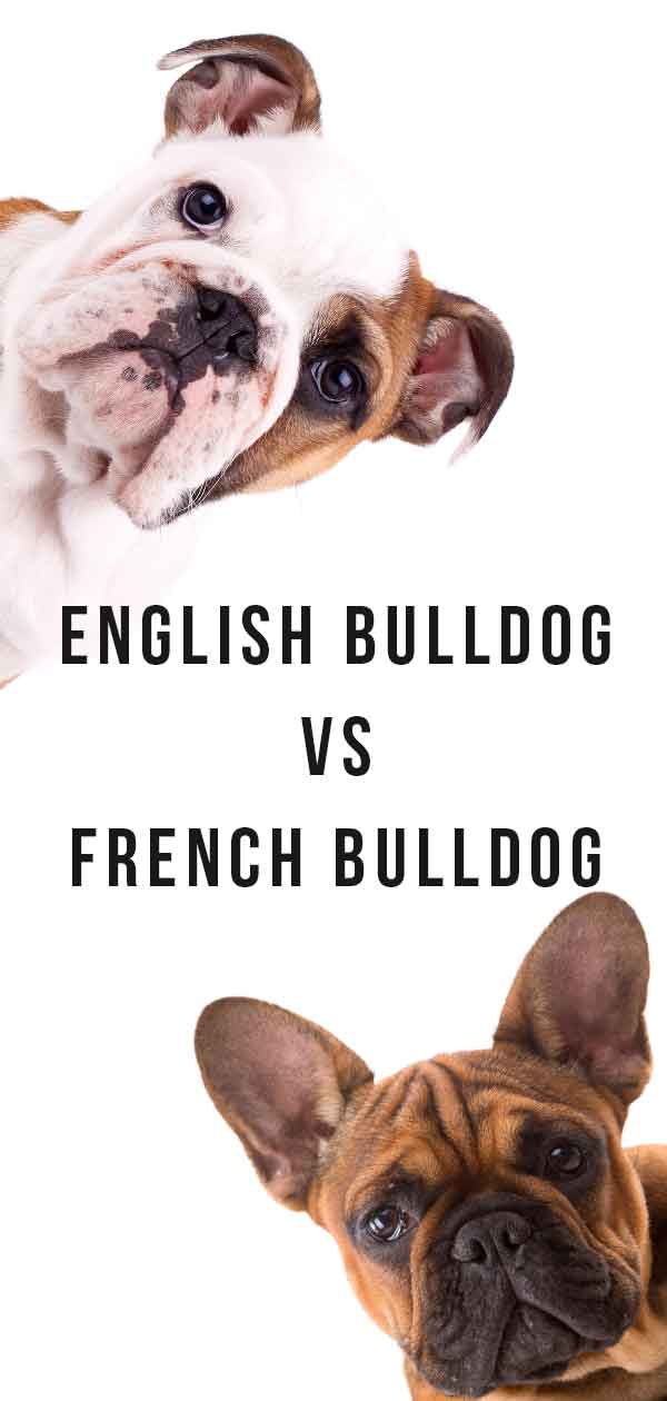 bulldog francés vs bulldog inglés