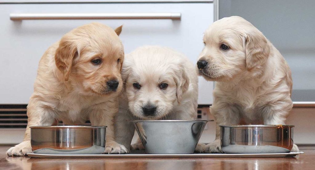 best puppy food for golden retrievers 2018