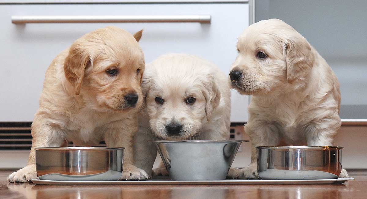 Best Food For Golden Retrievers With Allergies The Happy Puppy Site