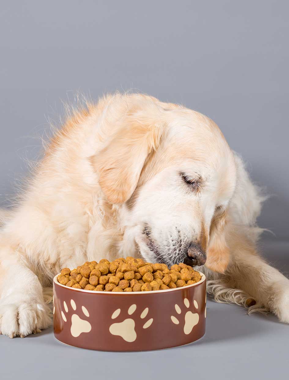 best food for golden retrievers with allergies