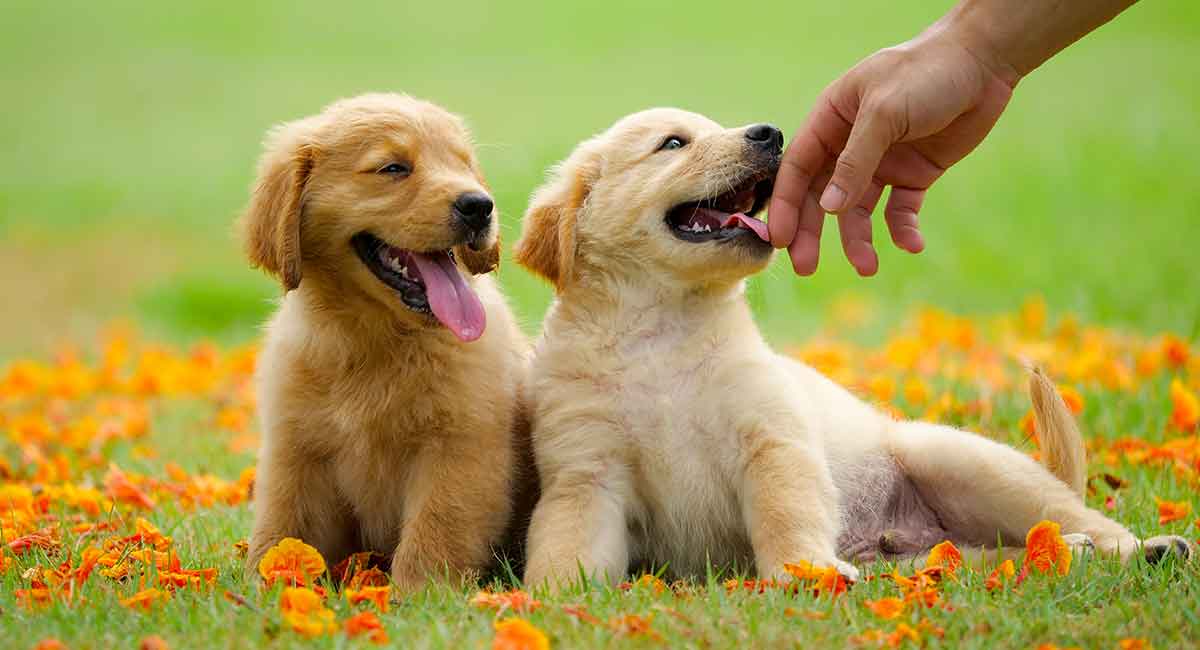 do golden retrievers darken with age