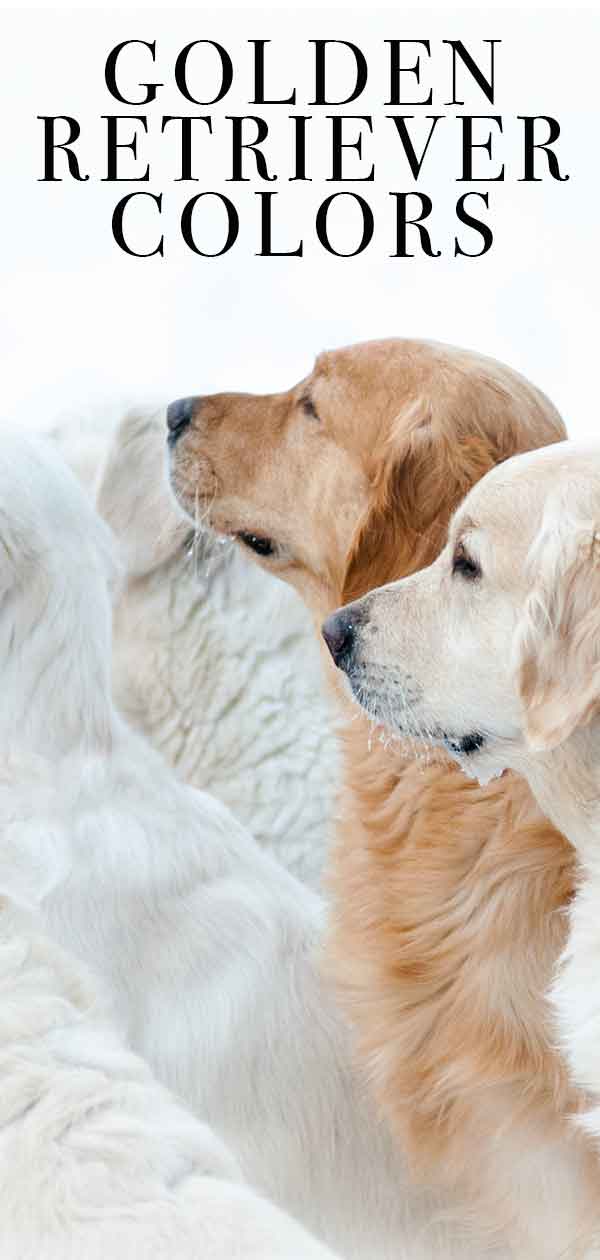 Golden Retriever Colors The Many Gorgeous Shades Of Gold