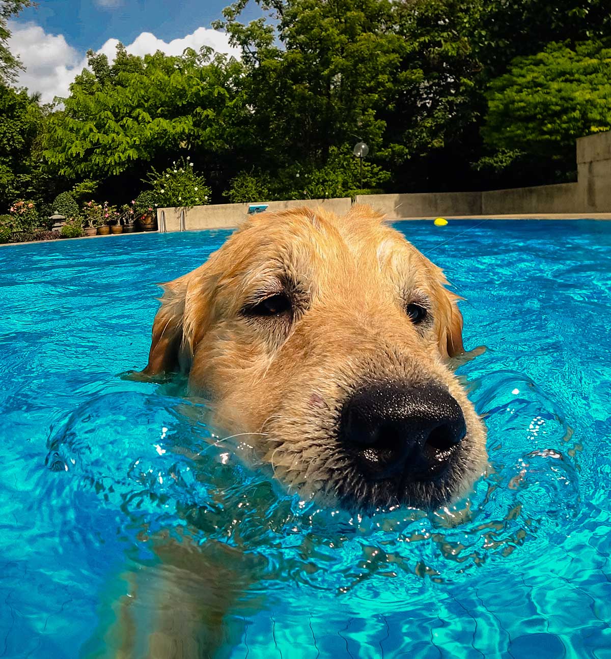 cool golden retriever