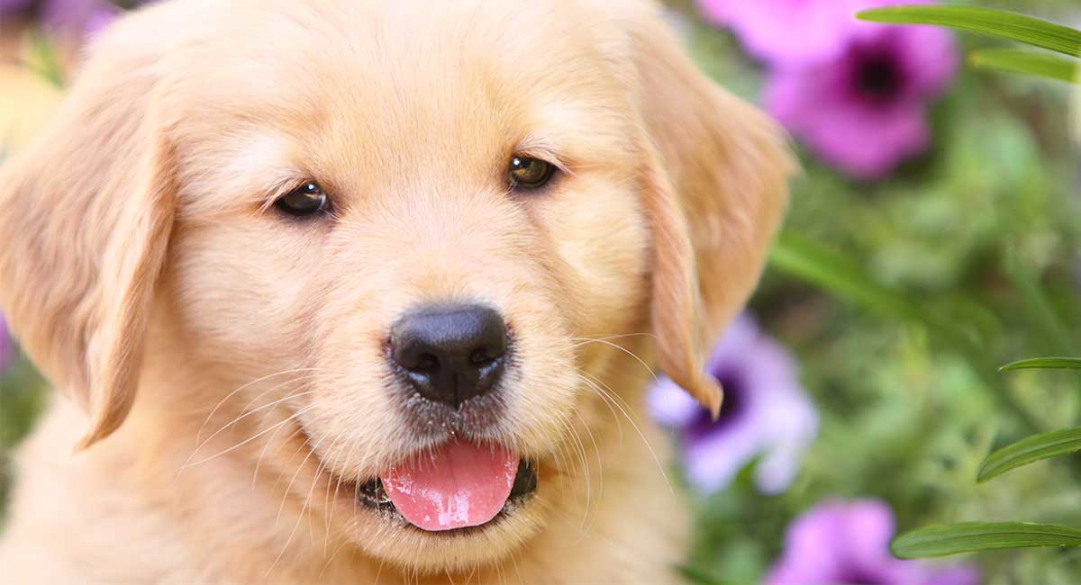 Here are 10 fun and fascinating dog facts about adorable Golden