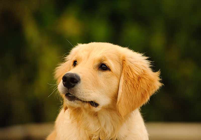 raising a golden retriever in an apartment