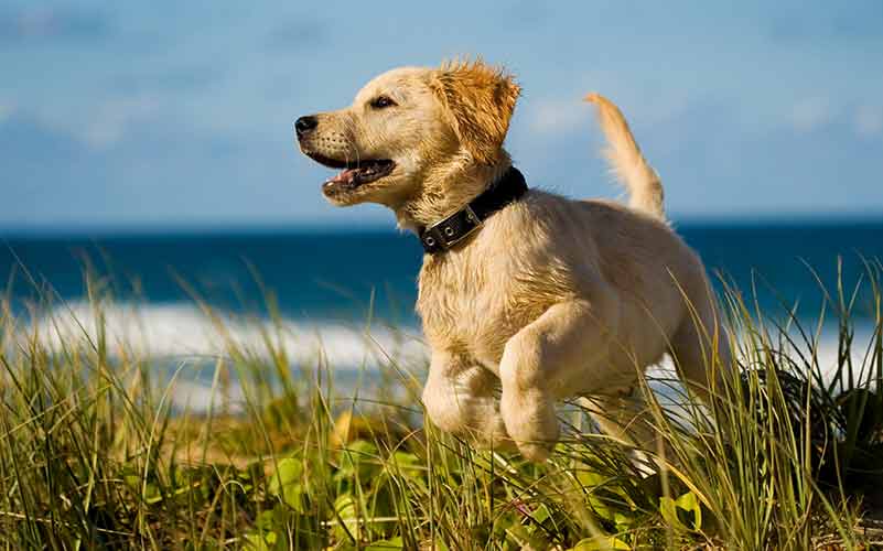 Golden Retriever puppy potty training takes patience