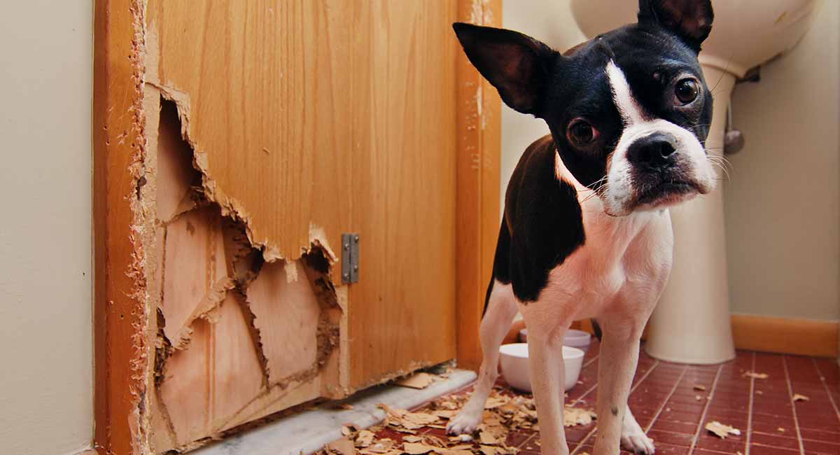 how do you stop a dog from chewing wood furniture