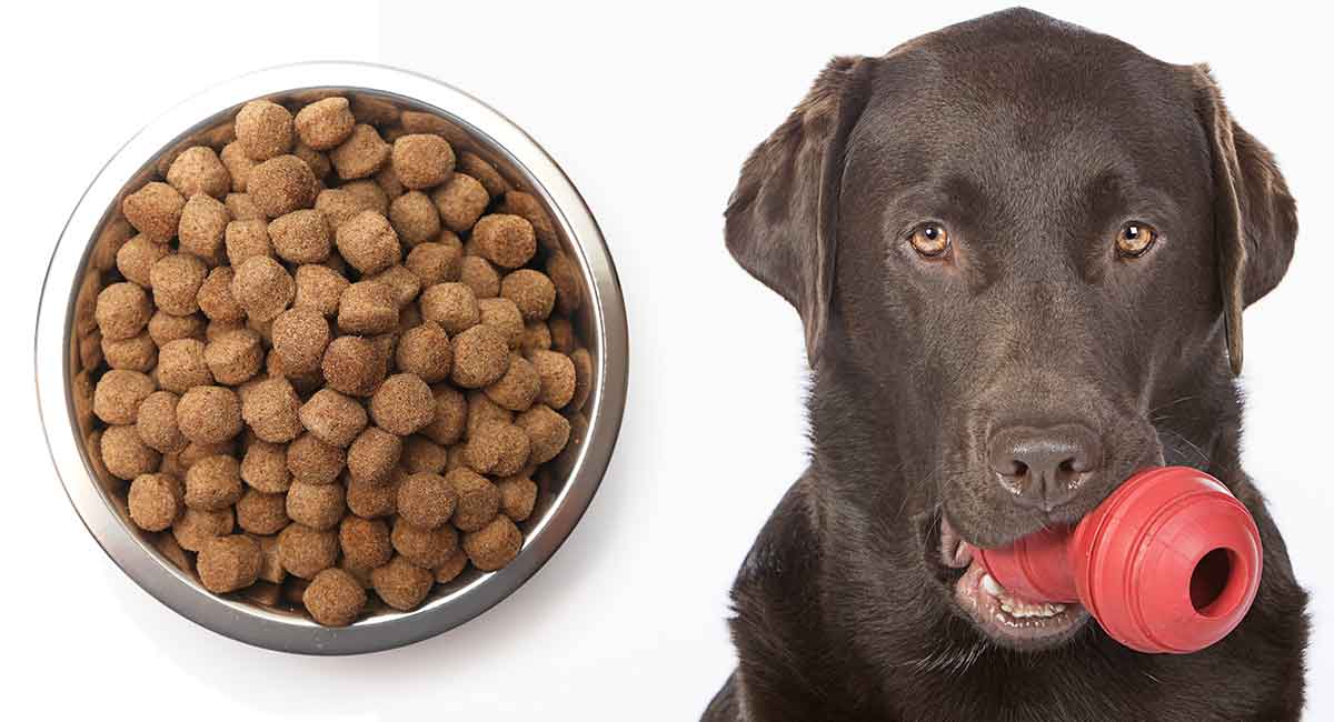 food to put in kong for puppy