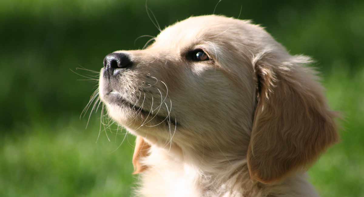 how to toilet train my labrador puppy