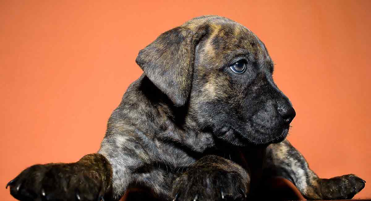 is a perro de presa canario a good family dog