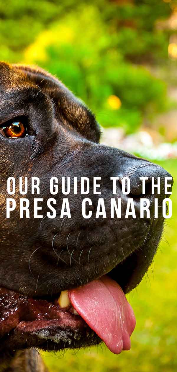 is a perro de presa canario a good family dog