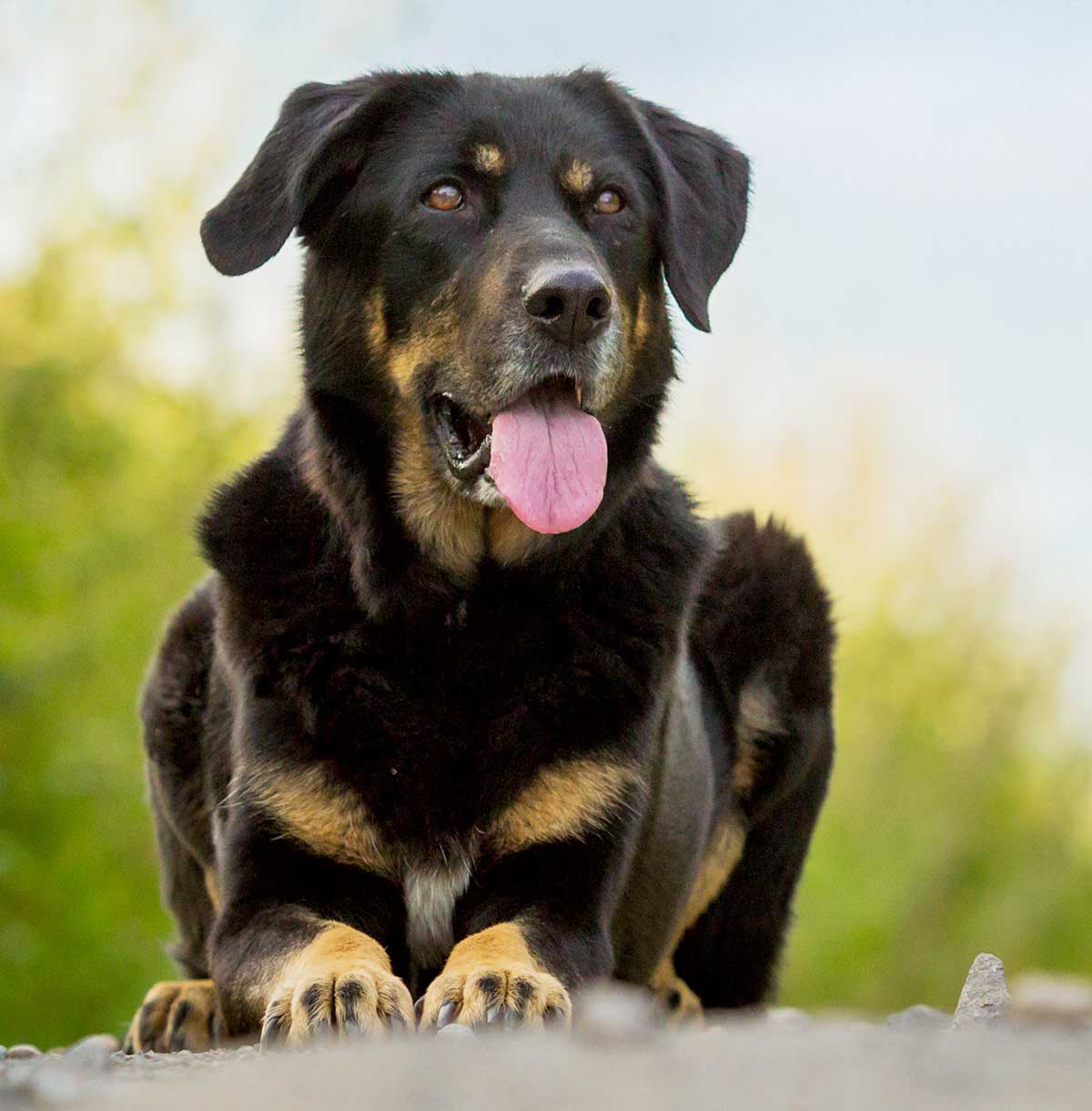 rottweiler and golden retriever mix