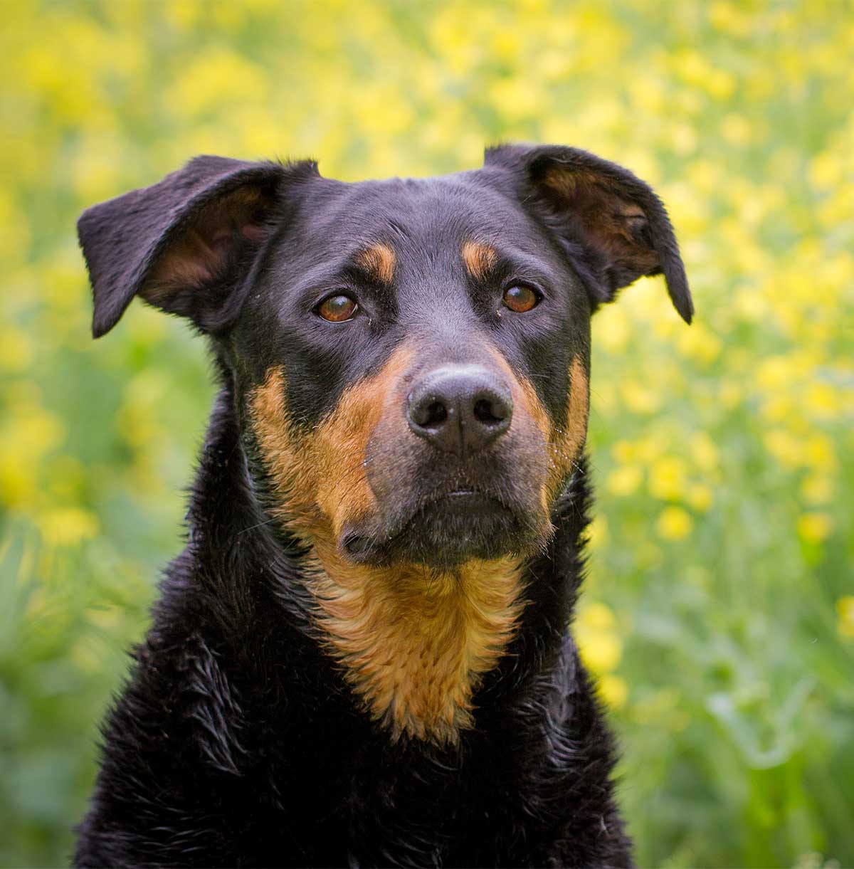 rottweiler cross puppies