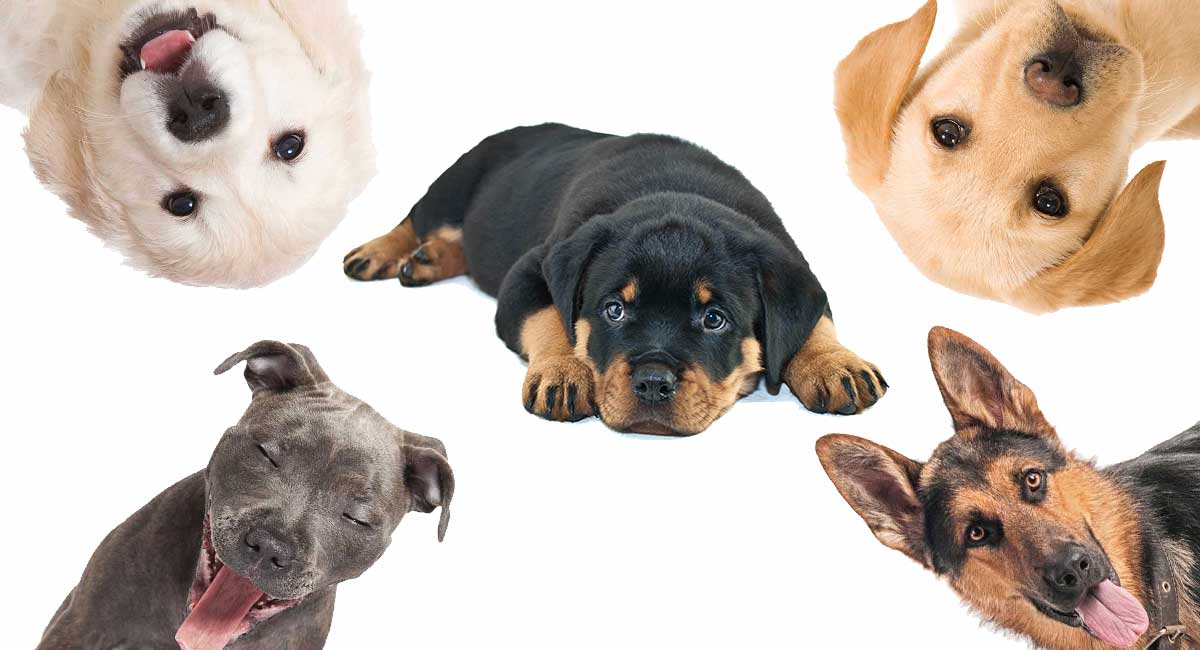 Rottweiler Mix The Most Popular Rottie Cross Breeds