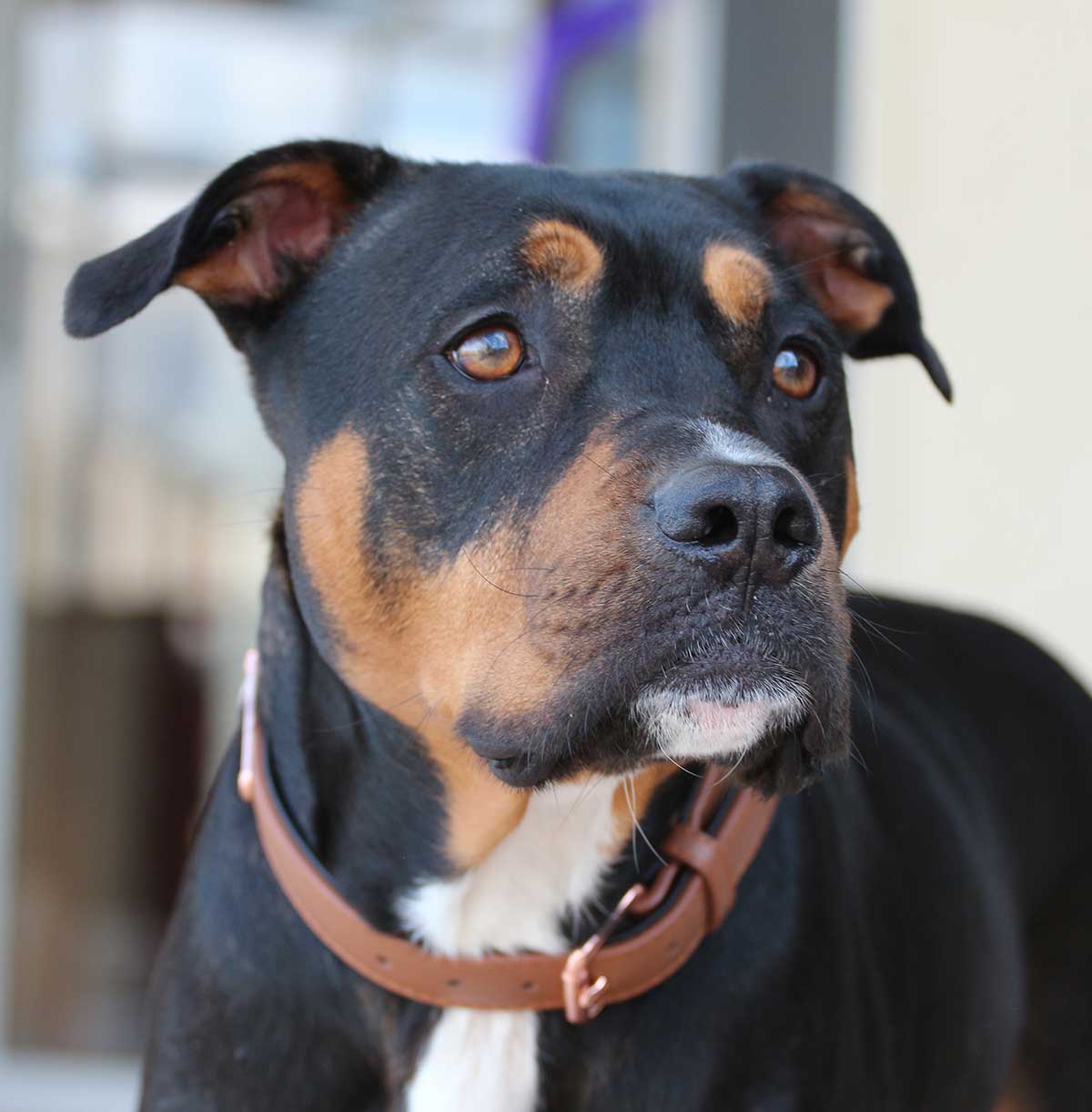 rottweiler cross puppies