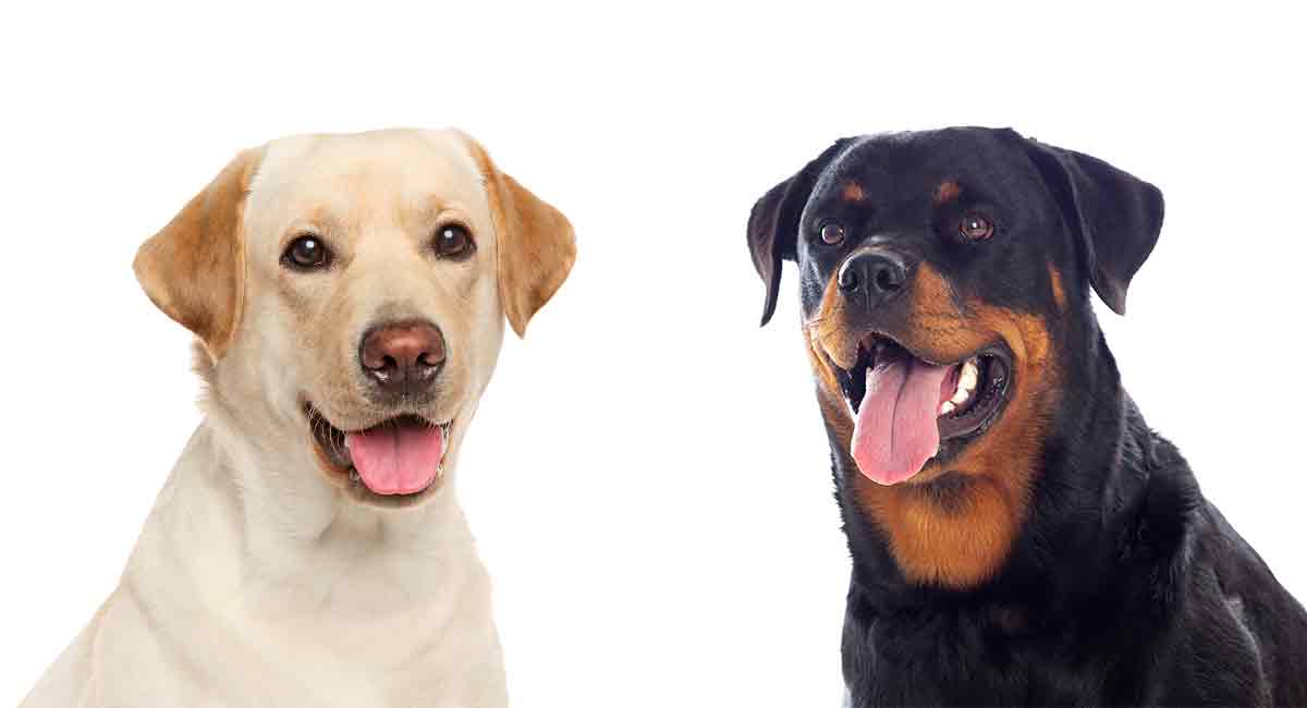 Rottweiler Vs Labrador Which Pet Is Better Suited To You