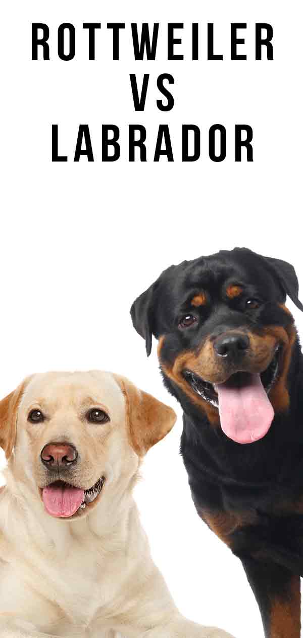 Rottweiler Vs Labrador Which Pet Is Better Suited To You