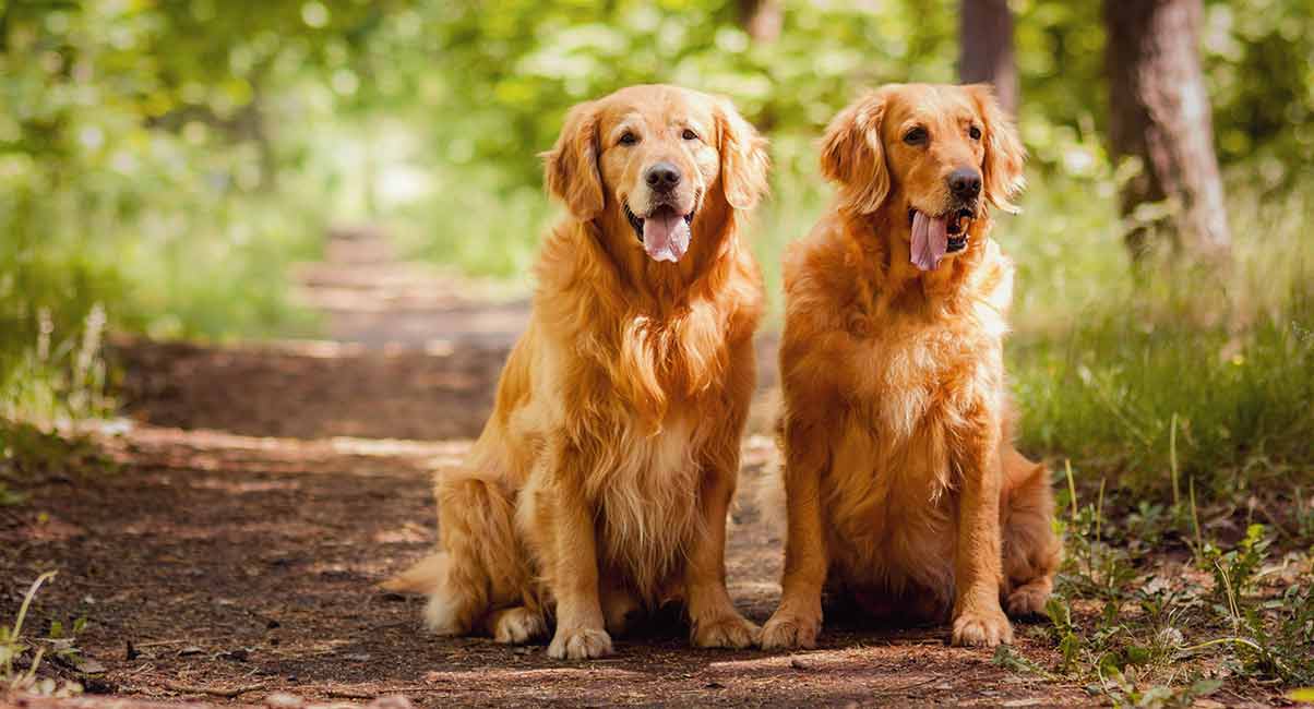 Golden Retriever Dog Breed Information