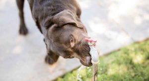 Water intoxication in dogs