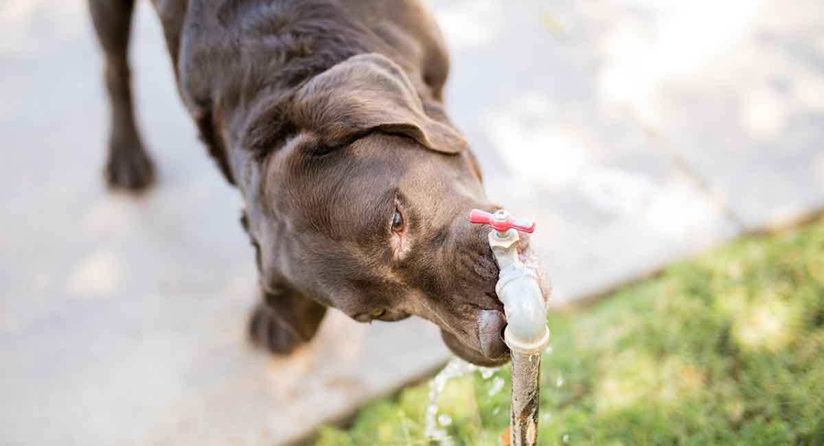 Water intoxication in dogs can be serious