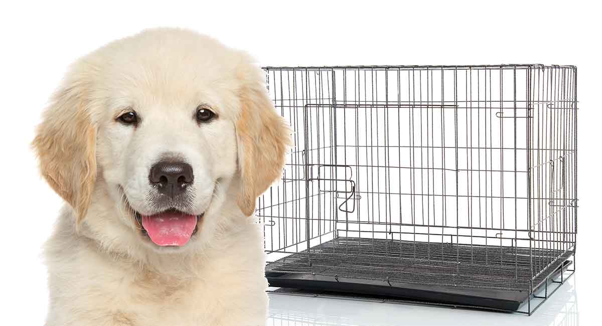 retriever dog crate