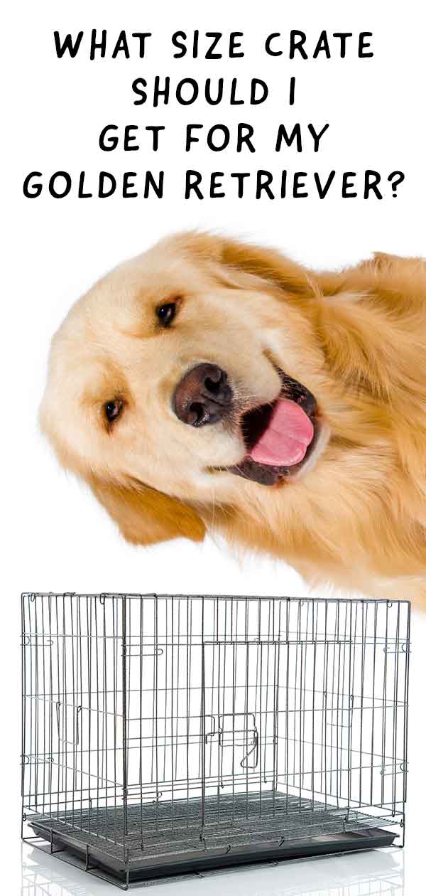 Onzeker Ontwikkelen Gastvrijheid What Size Crate For Golden Retriever Puppies and Adults