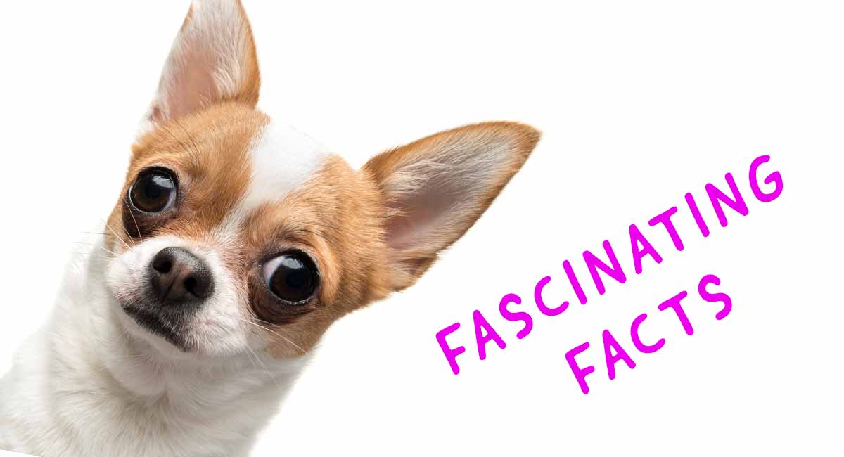 chihuahua facts