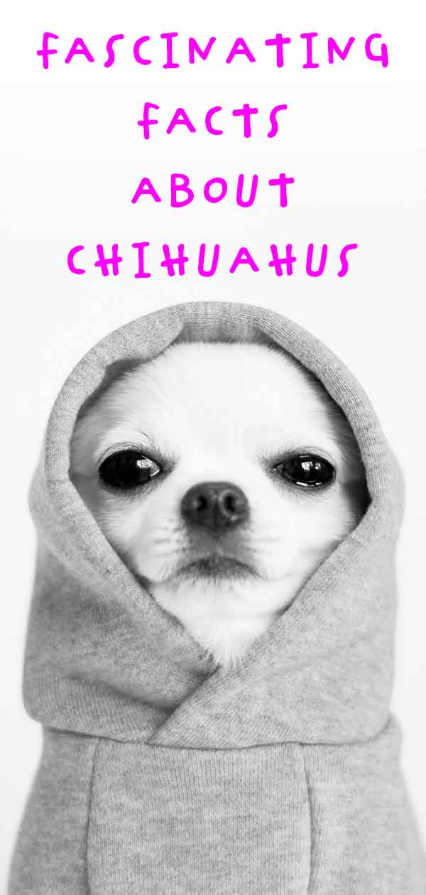 things about chihuahuas