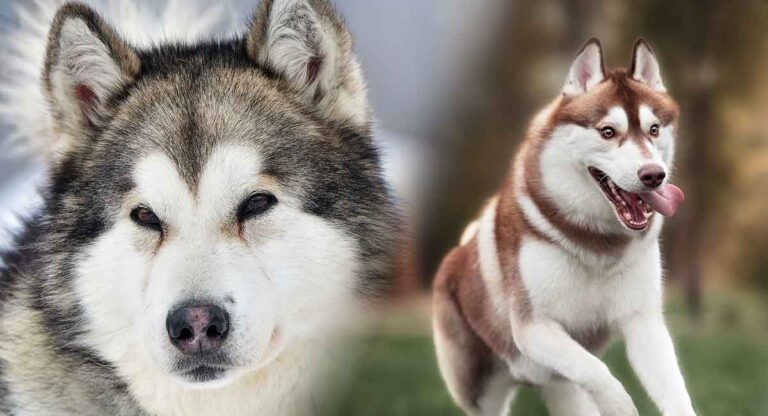 Malamute vs Husky: Comparing the Alaskan Malamute and Siberian Husky