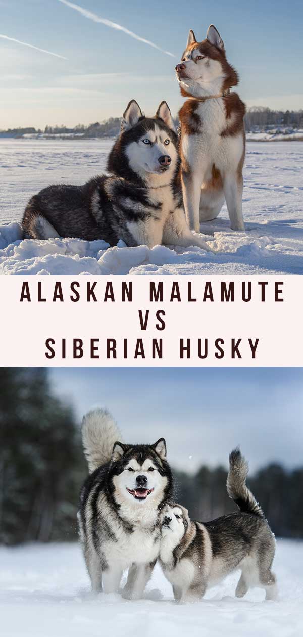 are alaskan malamutes and huskies the same