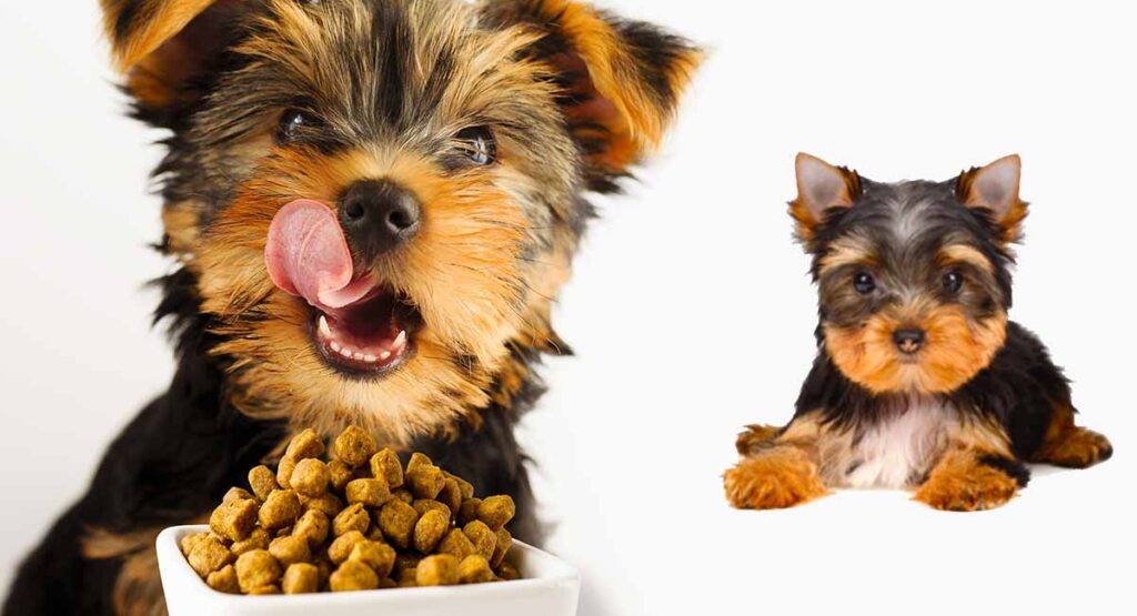 Best Food For Yorkie Puppy Dogs Top Feeding Tips And Brand Reviews