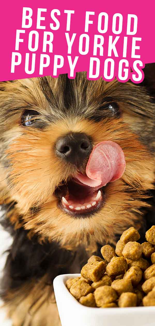 best food for Yorkie puppy dogs