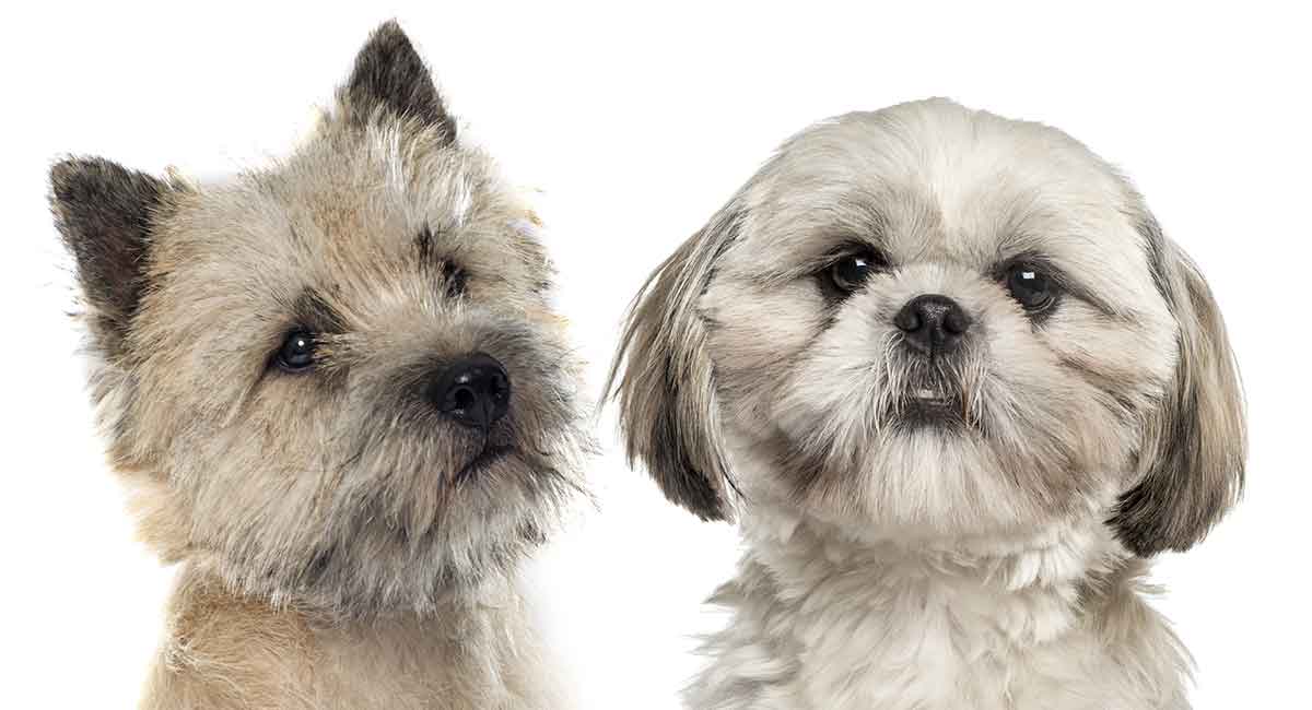 Cairn Terrier Shih Tzu Mix - Two Fluffy 