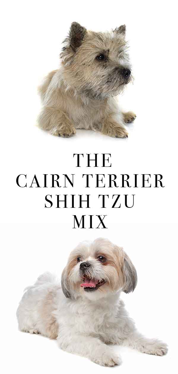 Cairn Terrier Shih Tzu Mix - Two Fluffy Breeds Collide