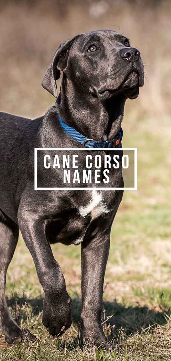 Top 151 Cane Corso Names  The Dog People by