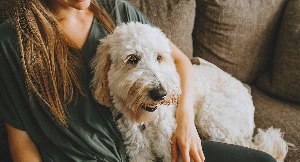 best collar for goldendoodle puppy