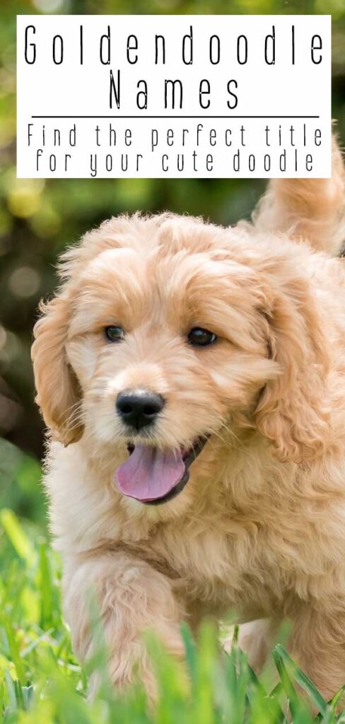 goldendoodle-names-best-goldendoodle-dog-names-for-cute-pups