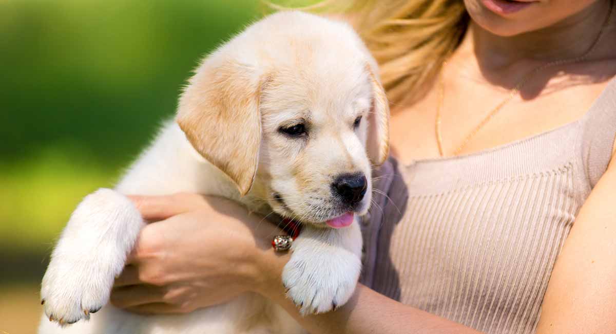 white labrador puppies