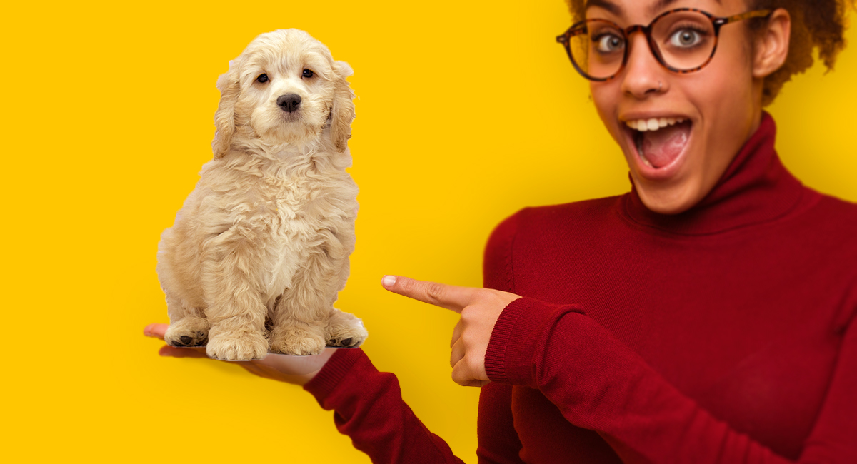 how much is a miniature goldendoodle