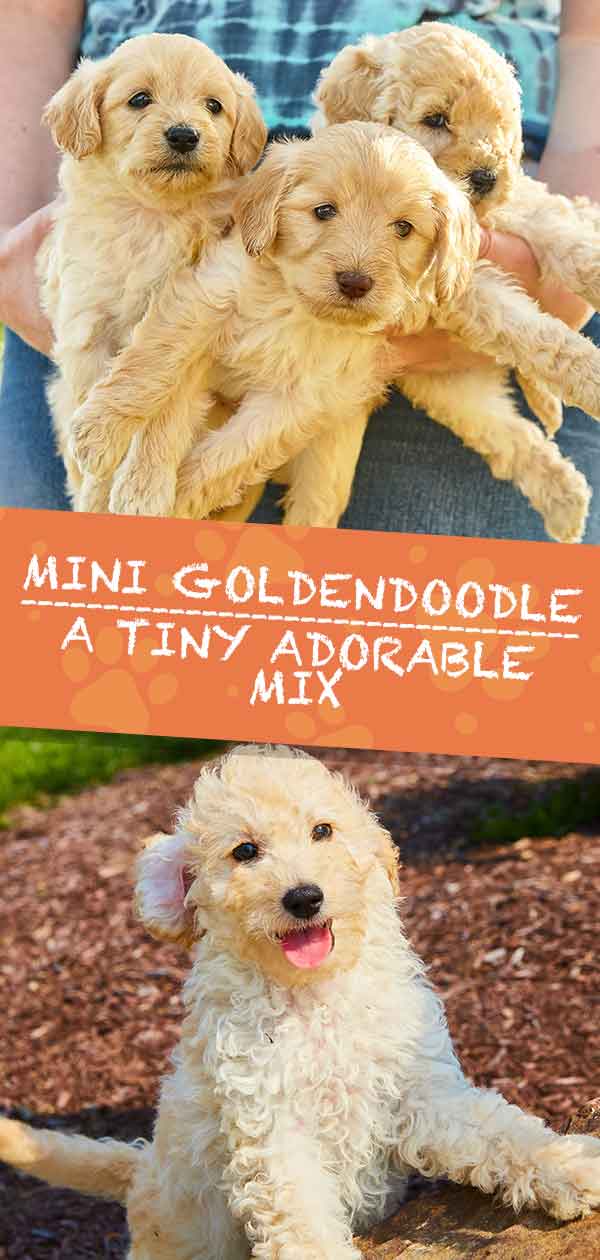 mini goldendoodle