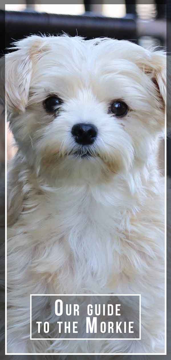 Morkie