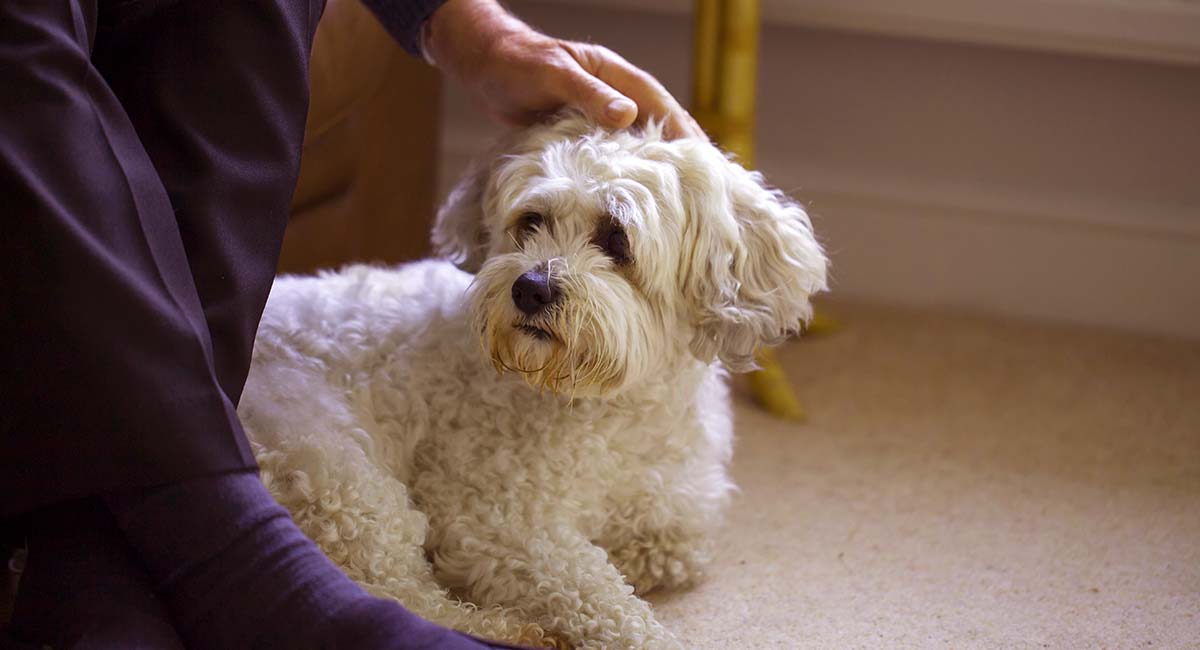 teddy bear dog bichon shih tzu