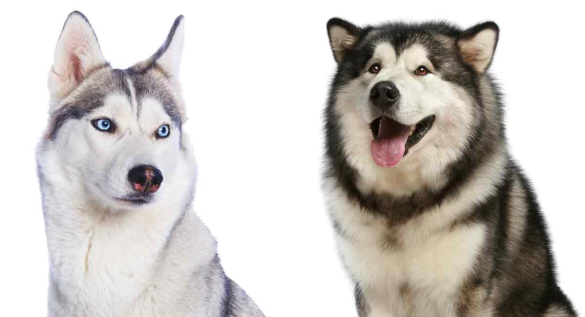 are alaskan malamutes and huskies the same