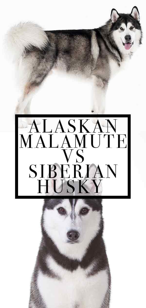 are alaskan malamutes the same as huskies